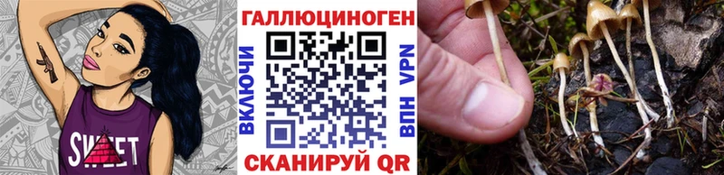 Псилоцибиновые грибы Cubensis  Осташков 